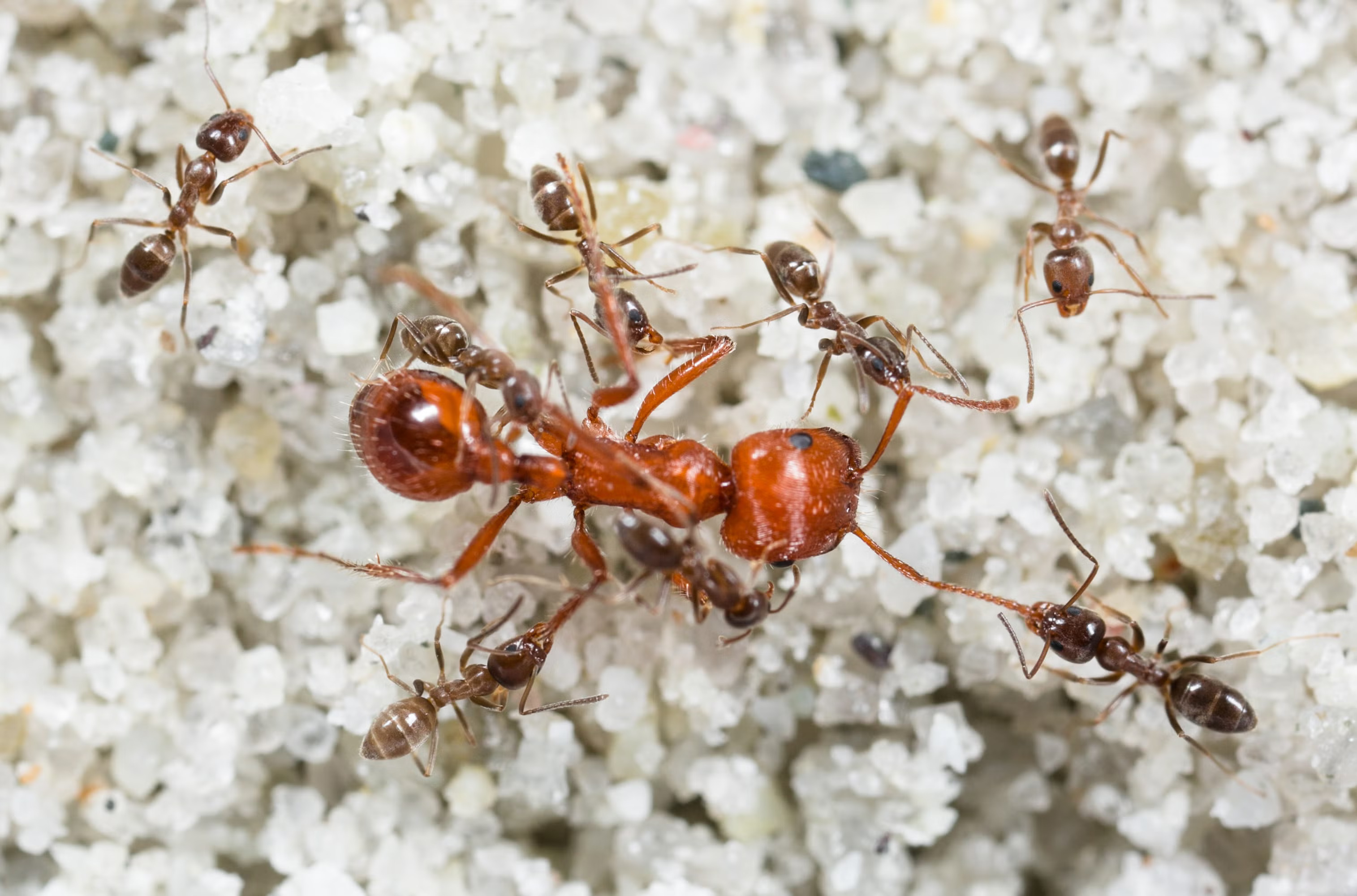 10 Most Common Ants In Florida | North, South & Central