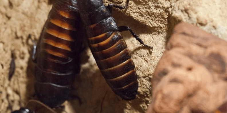 Cockroaches
