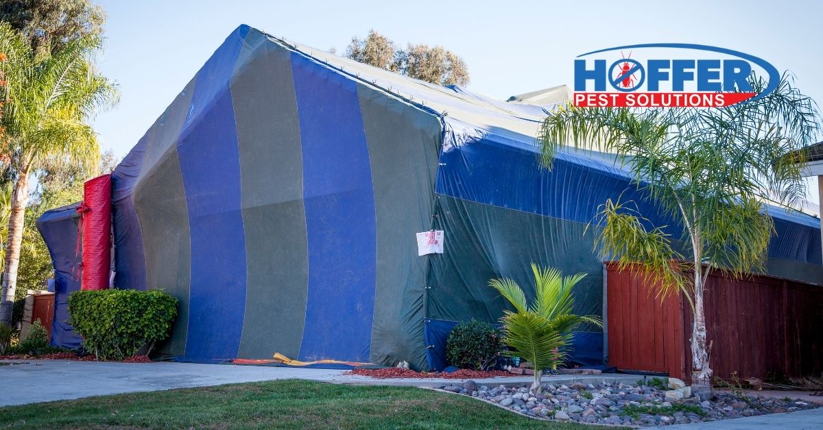 A tent set up for termite fumigation.