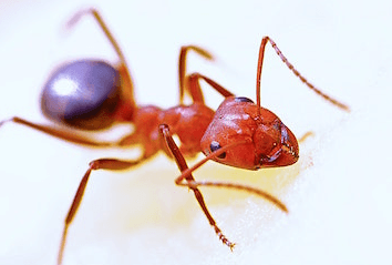 Red ant up close image 