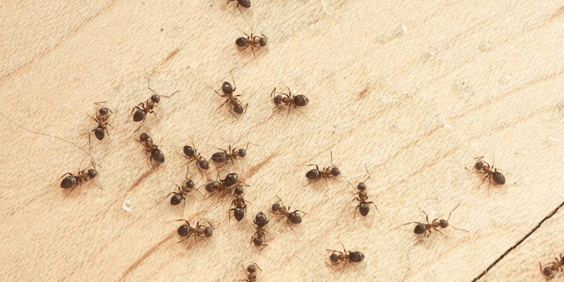 Ants on wood floor