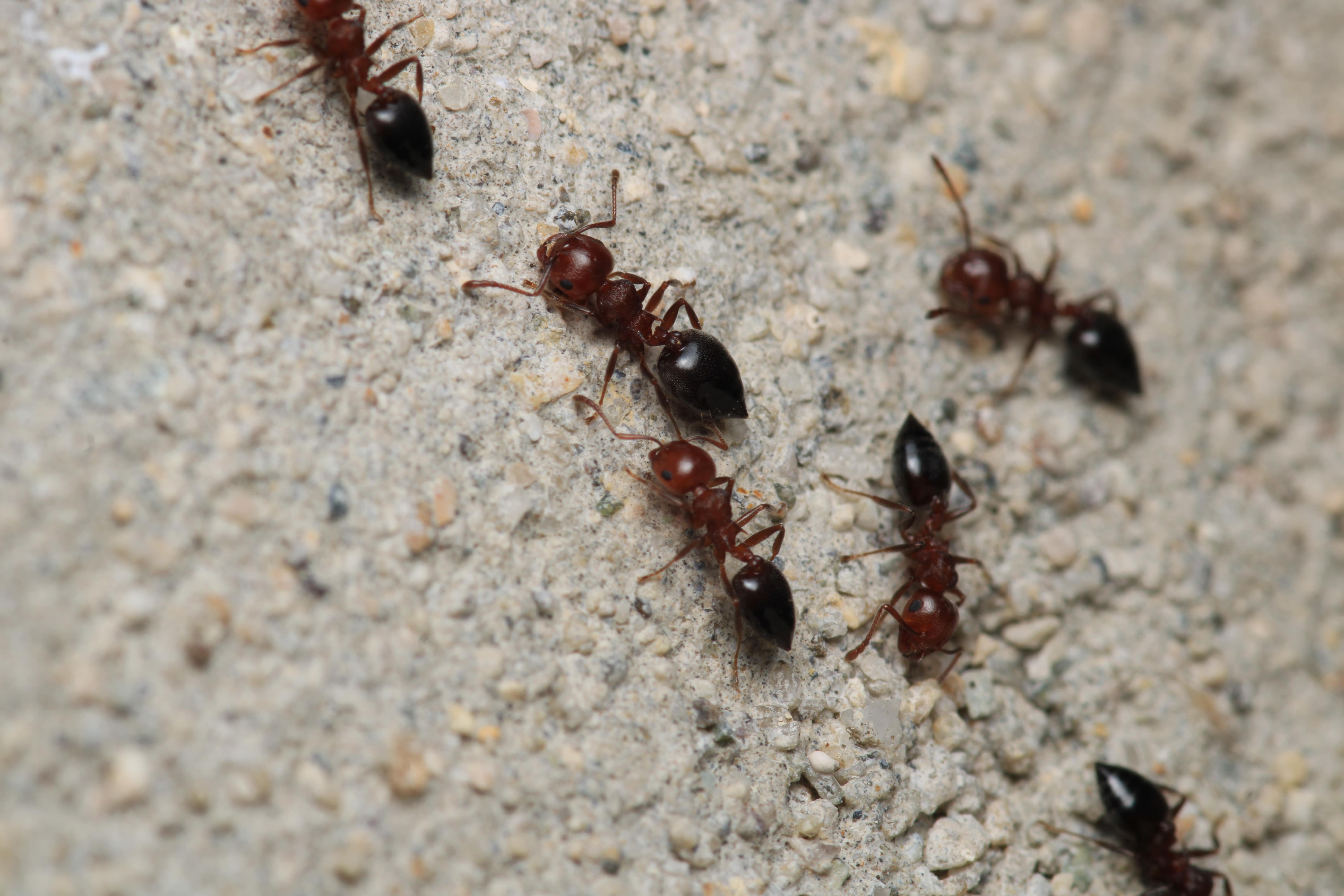 Carpenter ants in attic