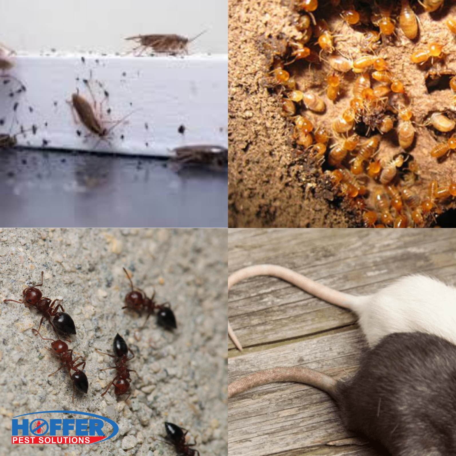 Different pests in Florida