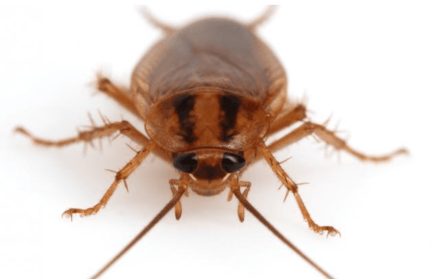German cockroach