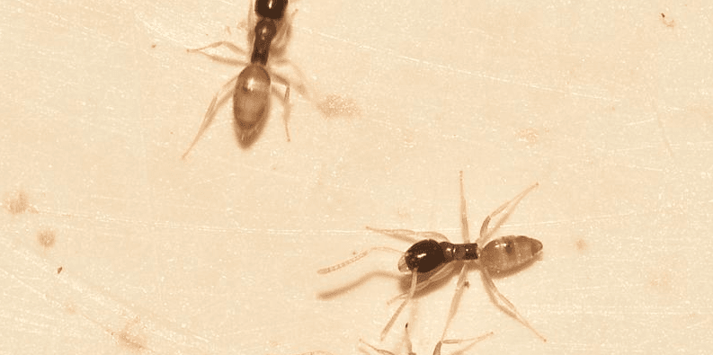 ghost-ants