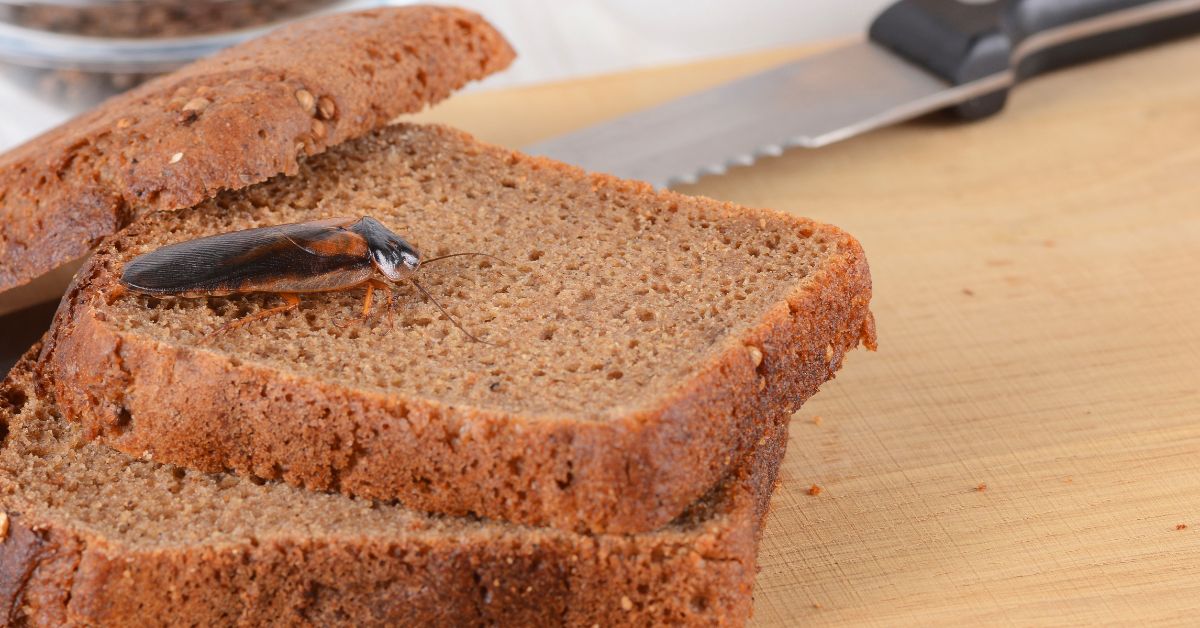 cockroach on bread