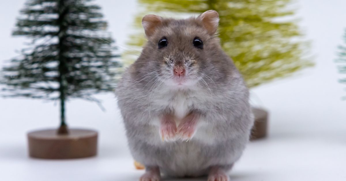 mouse by little Christmas trees