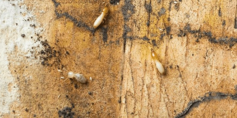 Termites on wall