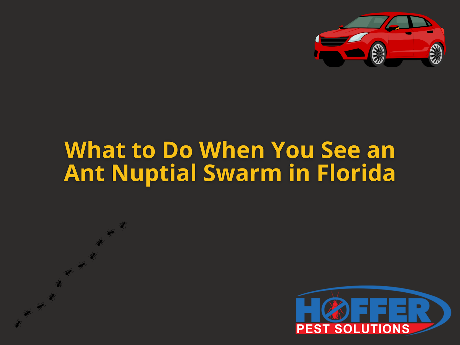 ant-nuptial-swarm-florida