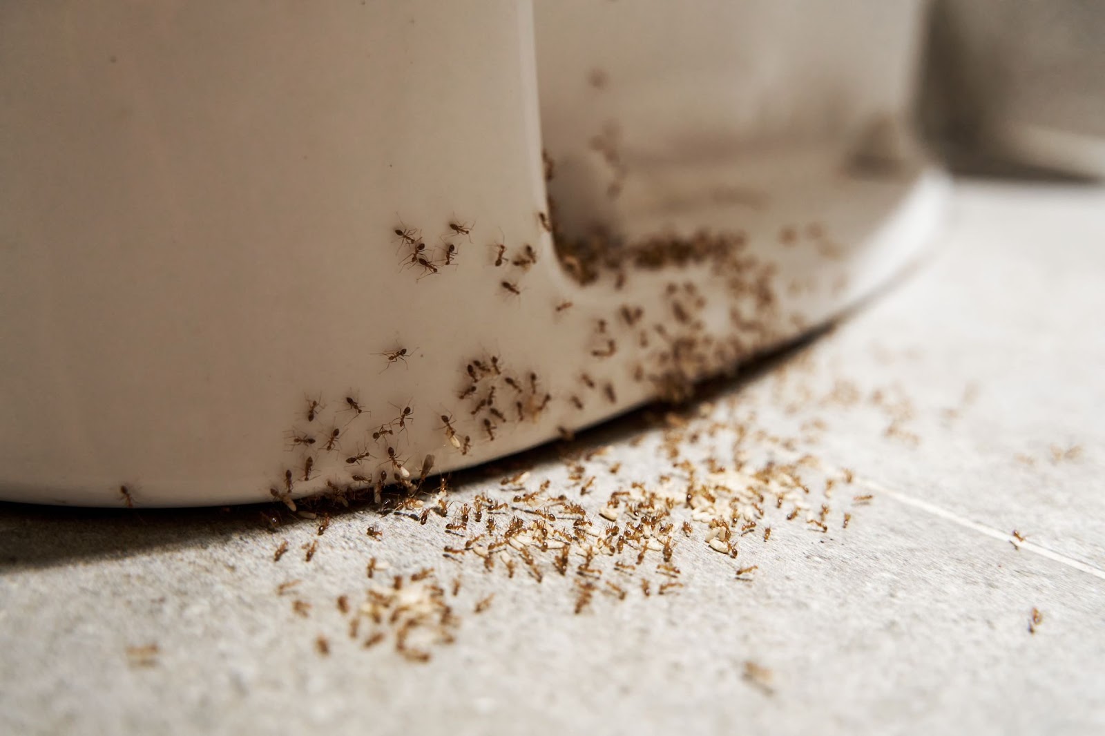 ants on the floor
