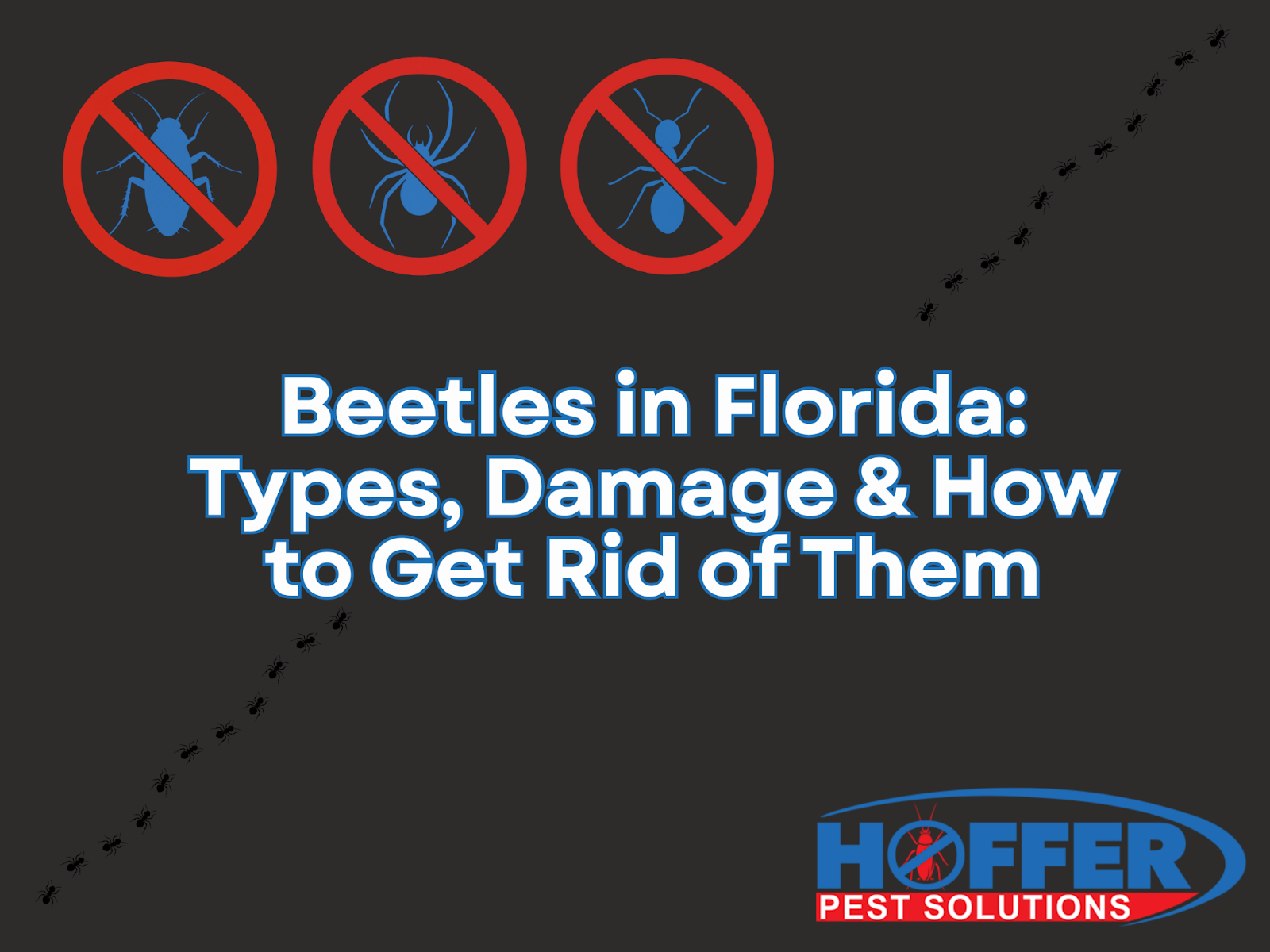 beetles-florida