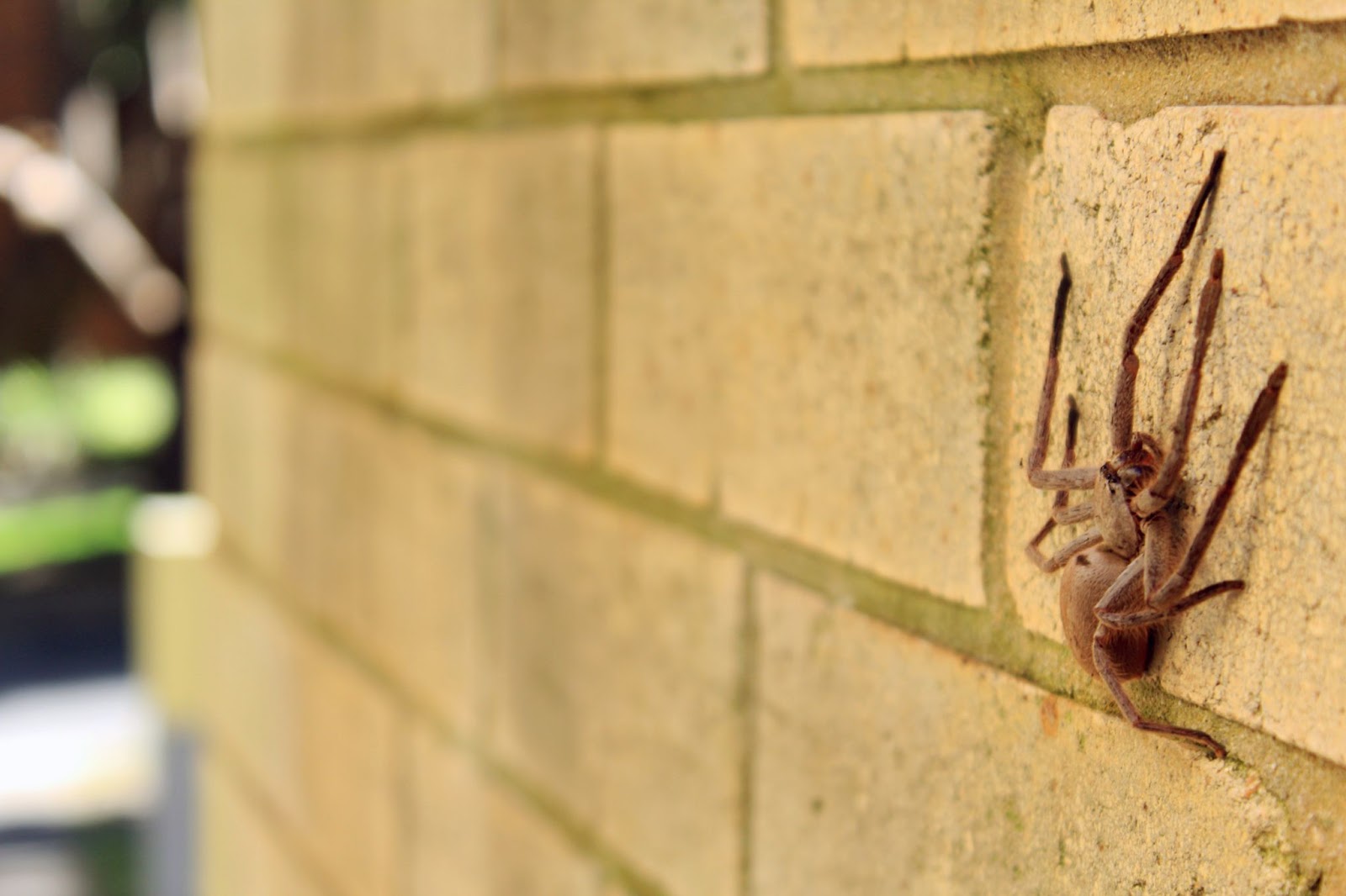 big brown spider on the wall