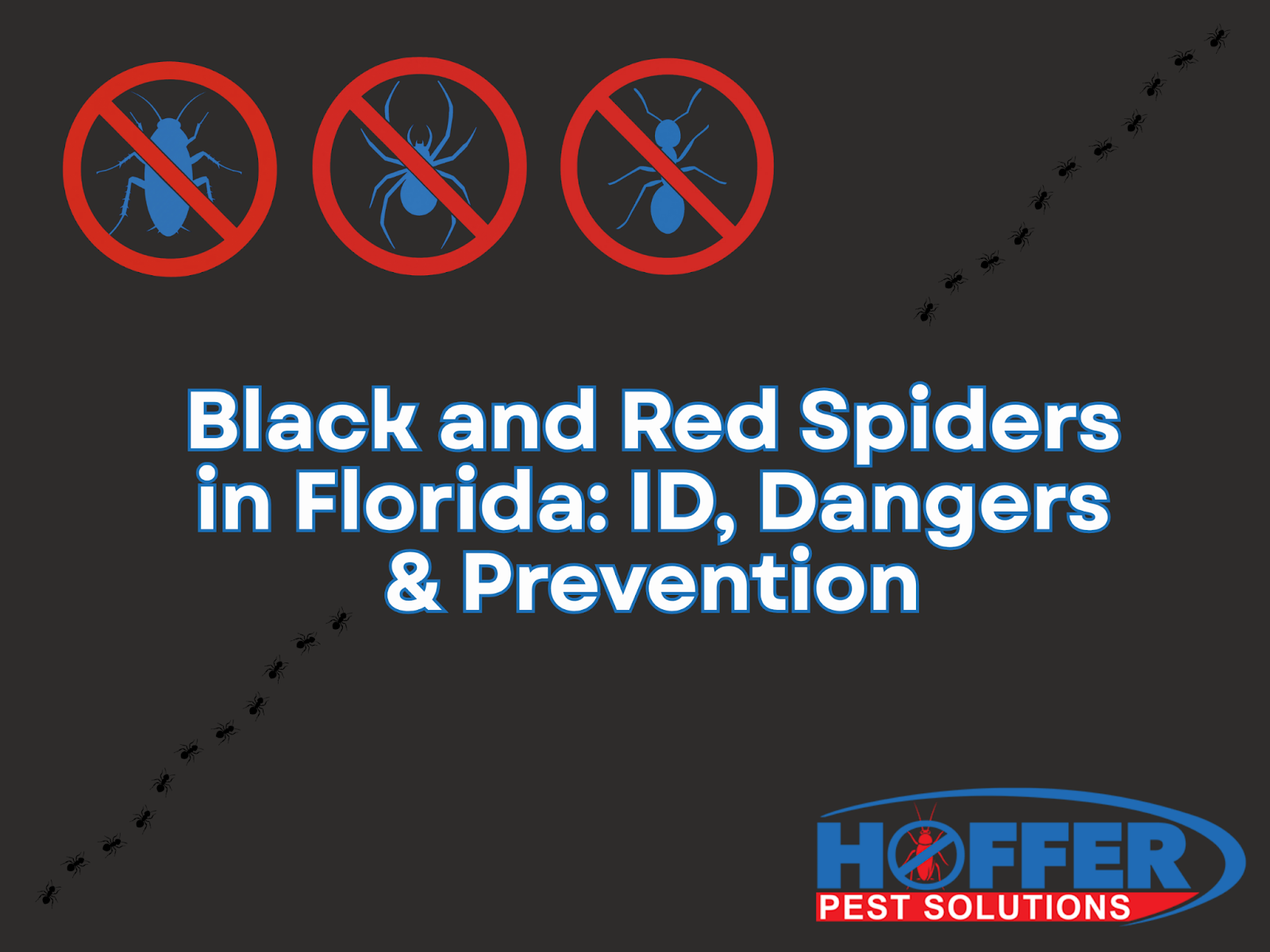 black-and-red-spiders-florida