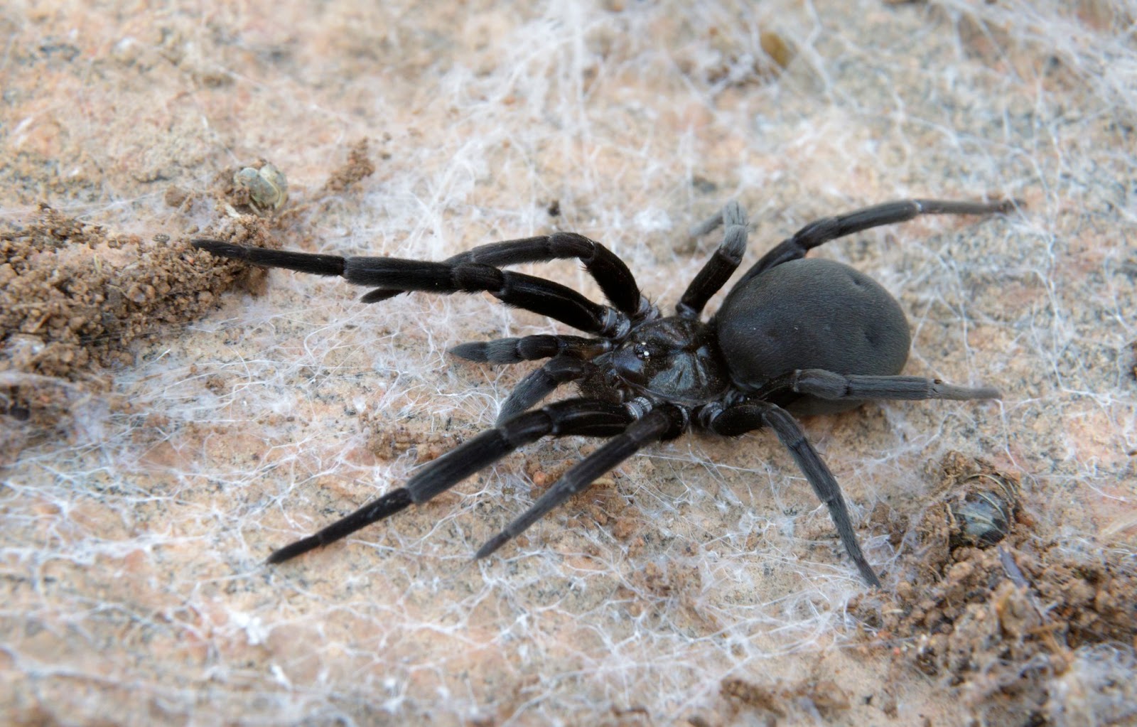 common spiders in florida homes