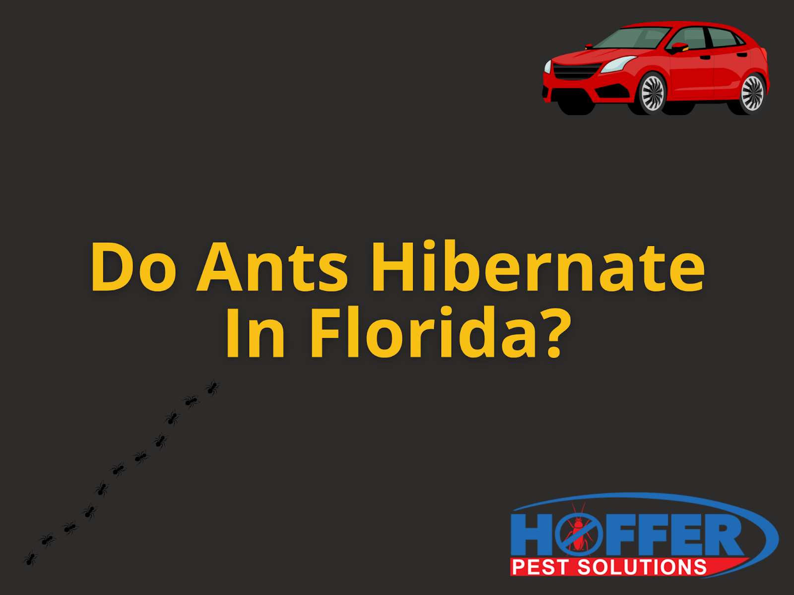 do-ants-hibernate-florida