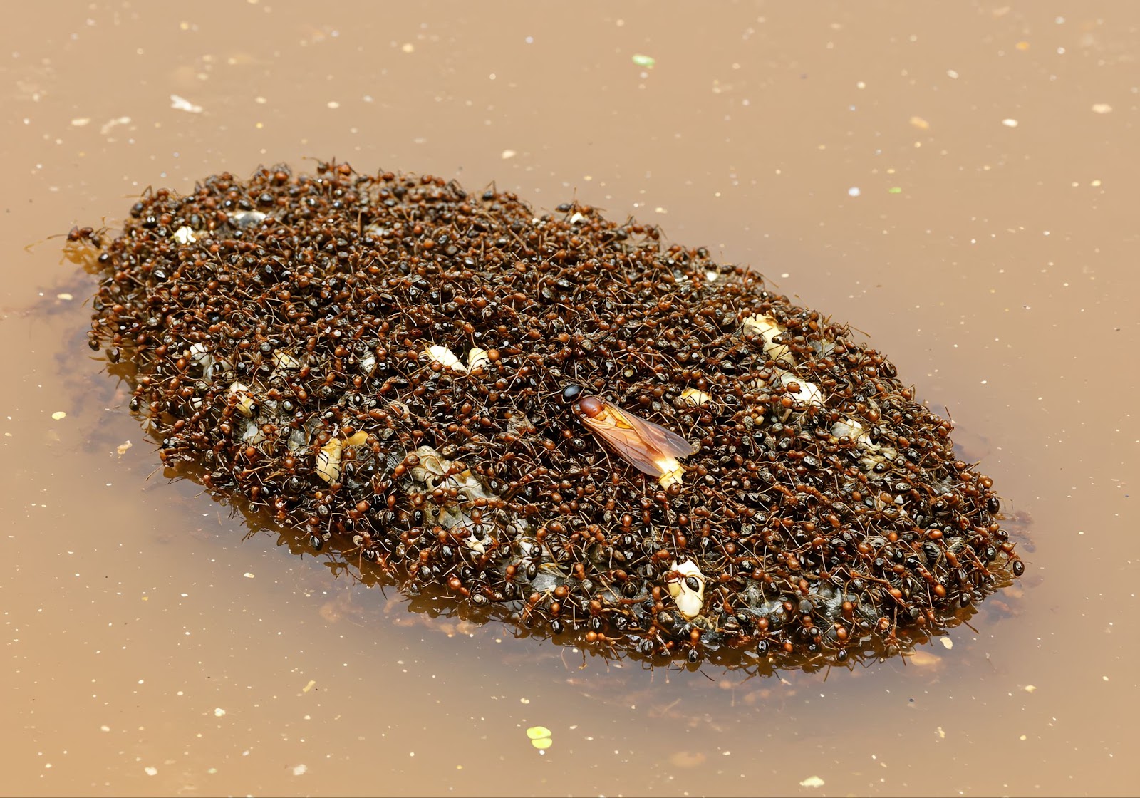 floating-fire-ants