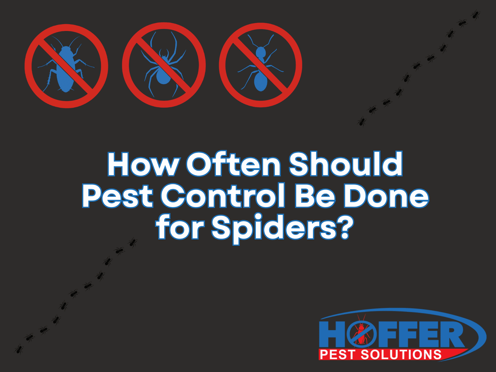 how-often-should-pest-control-be-done-for-spiders