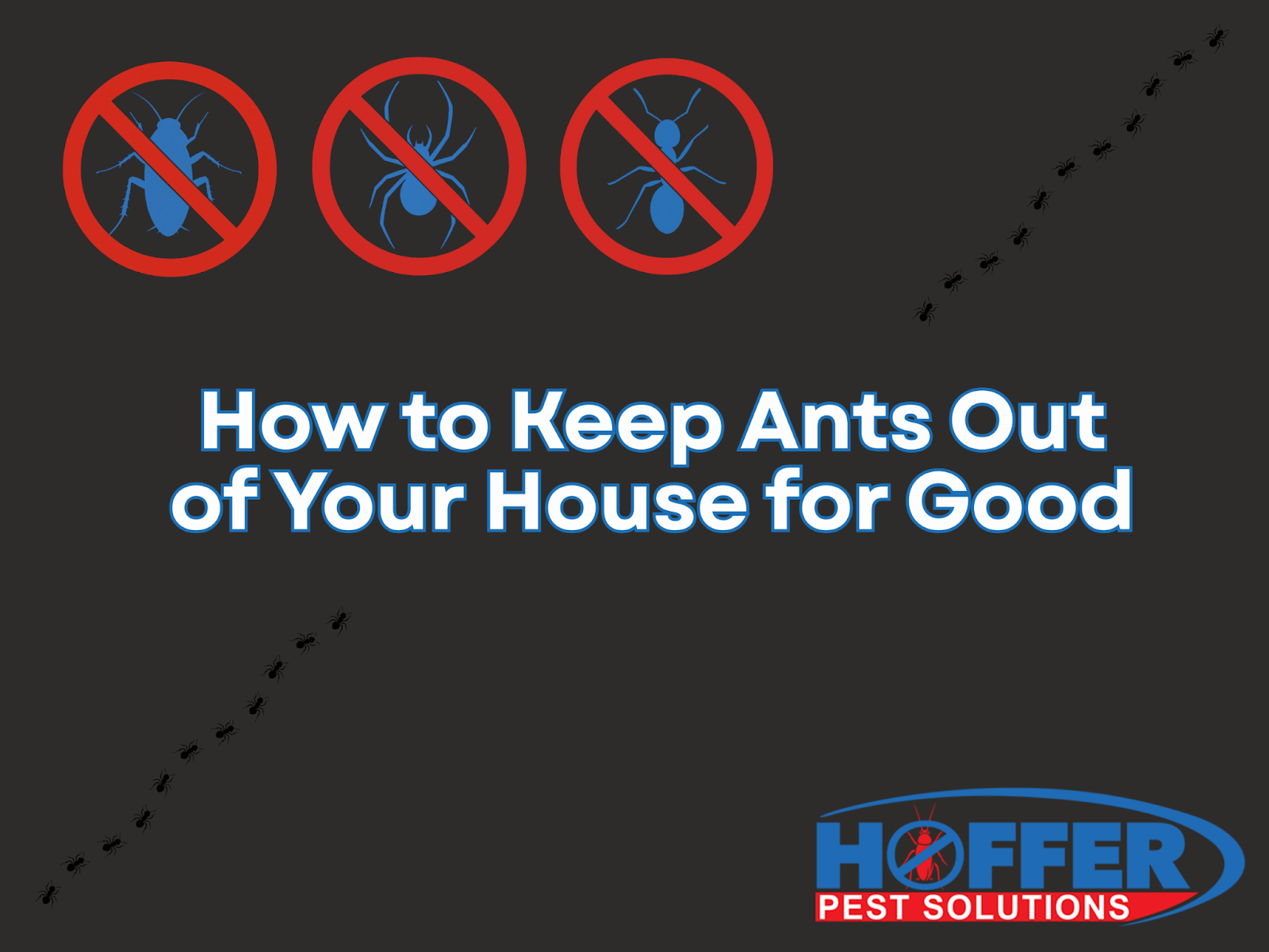 how-to-keep-ants-out-of-house