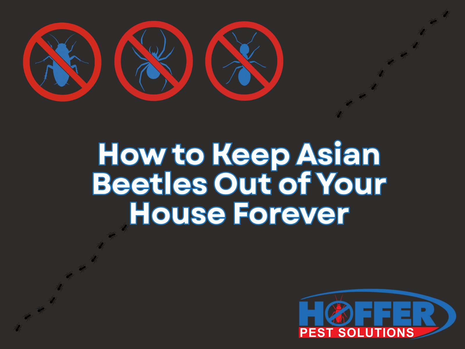 how-to-keep-asian-beetles-out-of-your-house
