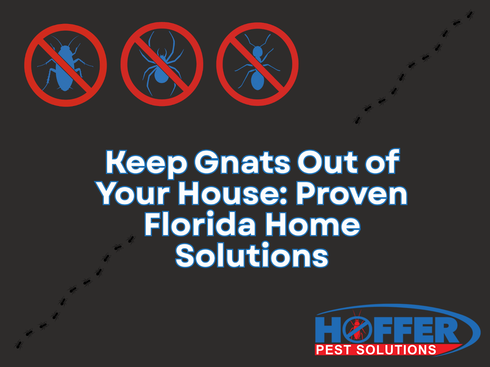how-to-keep-gnats-out-of-house