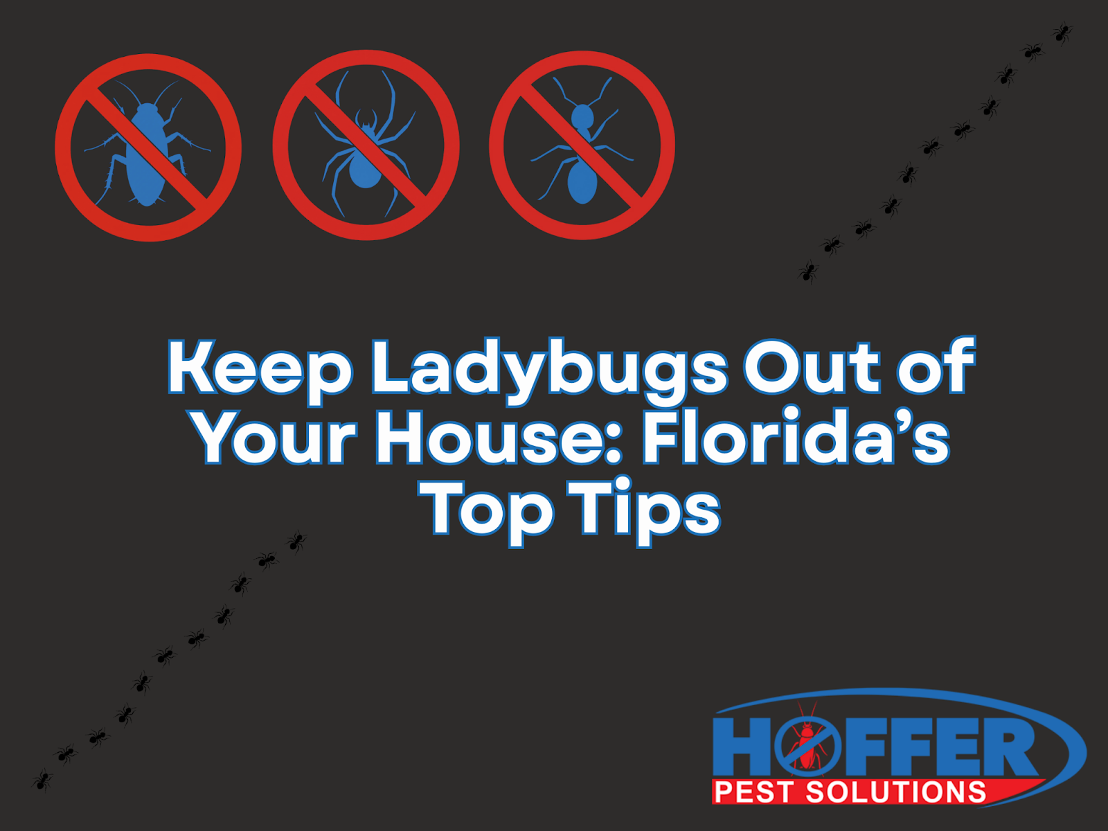 how-to-keep-ladybugs-out-of-your-house