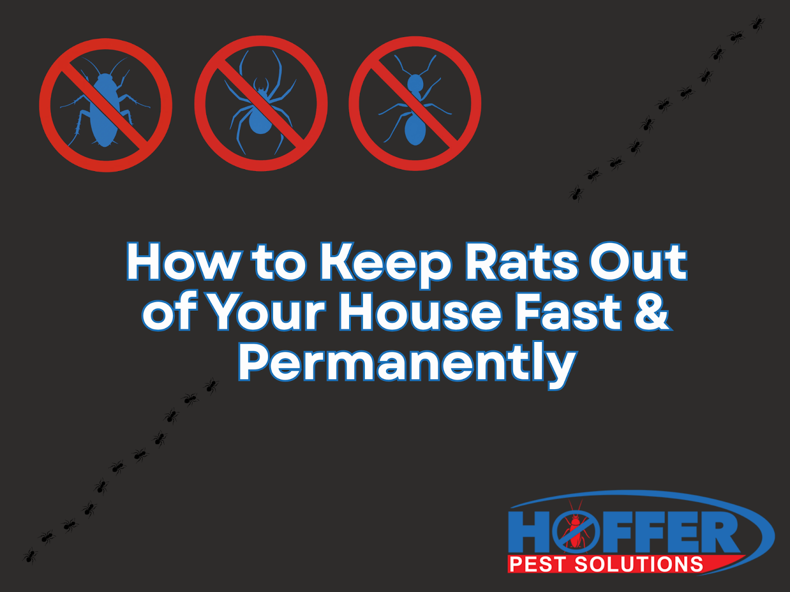how-to-keep-rats-out-of-your-house