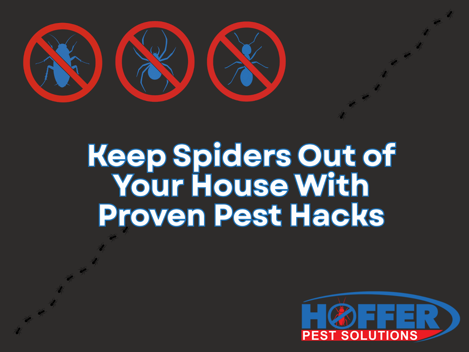 how-to-keep-spiders-out-of-your-house