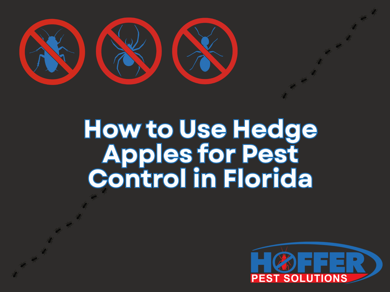how-to-use-hedge-apples-for-pest-control