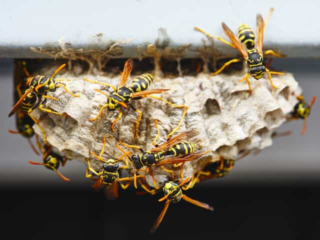 Wasps Around Nest
