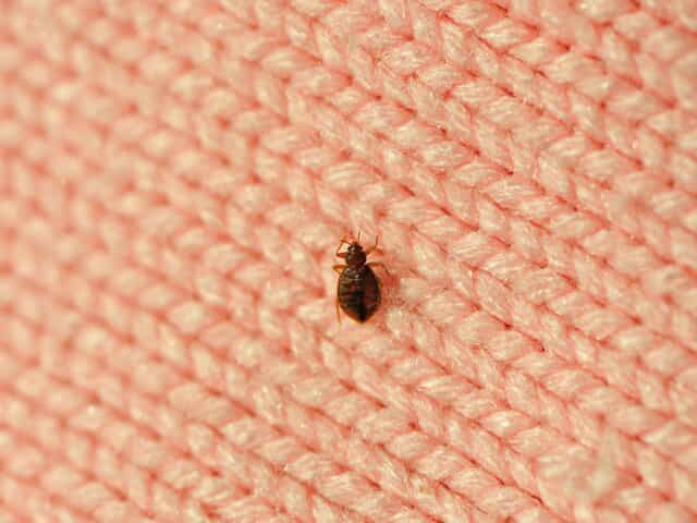 Bed Bug on Blanket