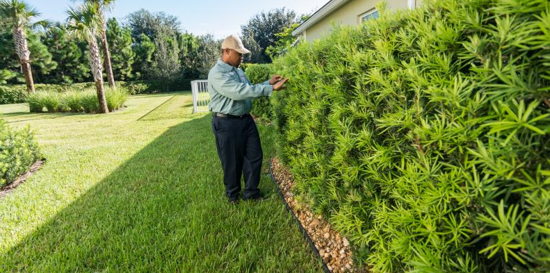 Man looking at mosquito repellant plant