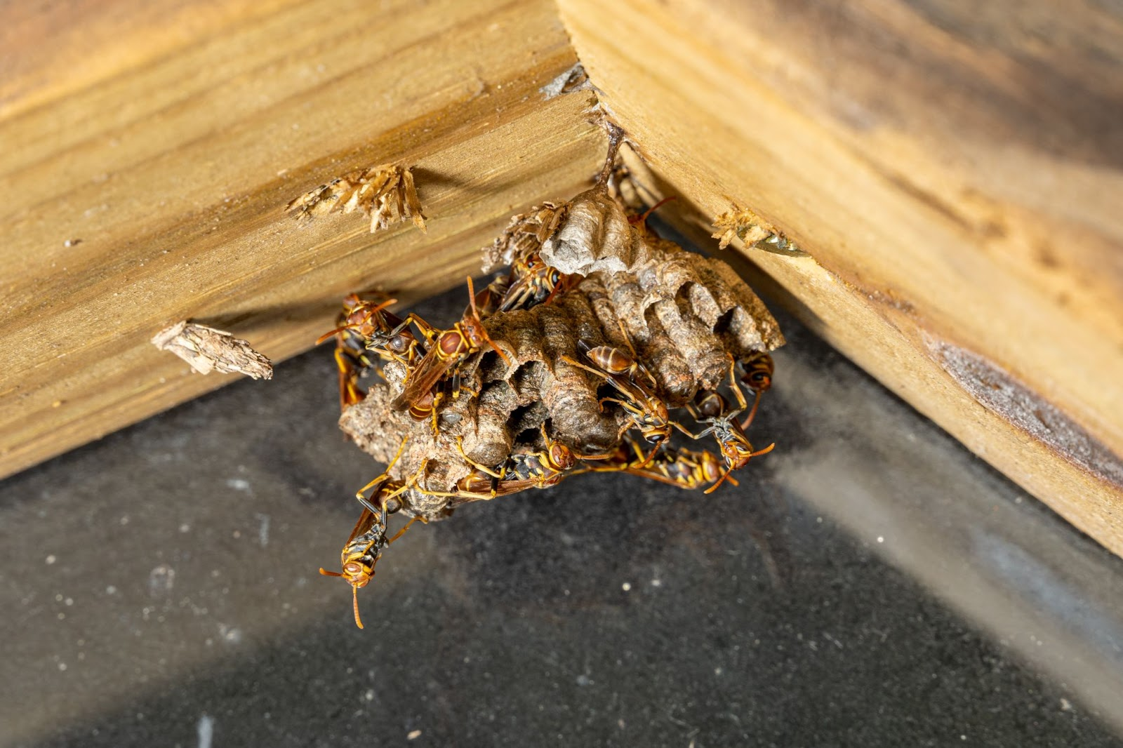 paper-wasps-in-florida