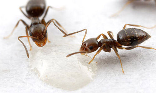 rover ants eating sugar