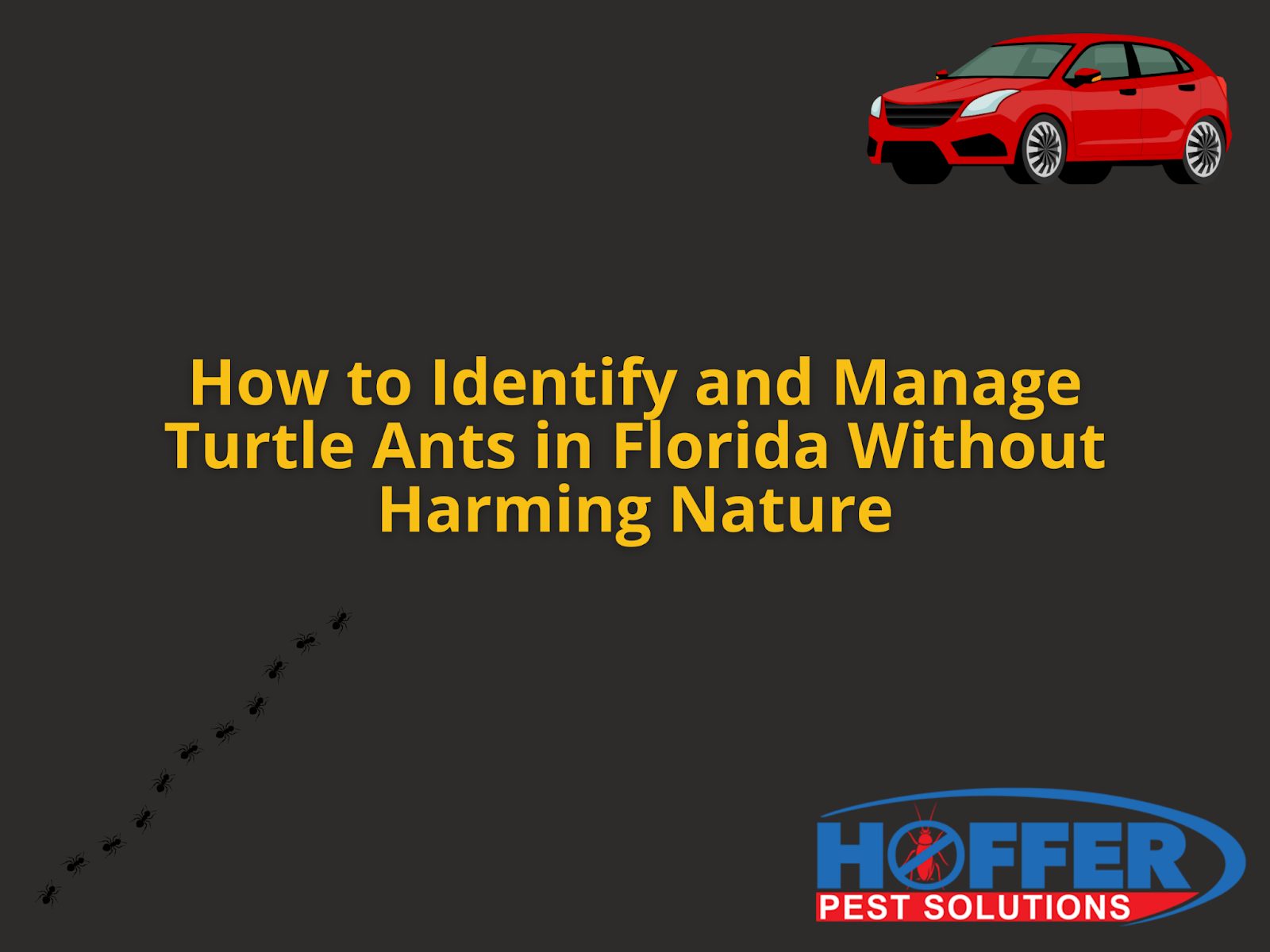 turtle-ants-florida