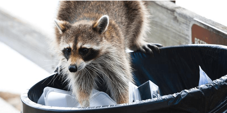 Raccoon picking trash