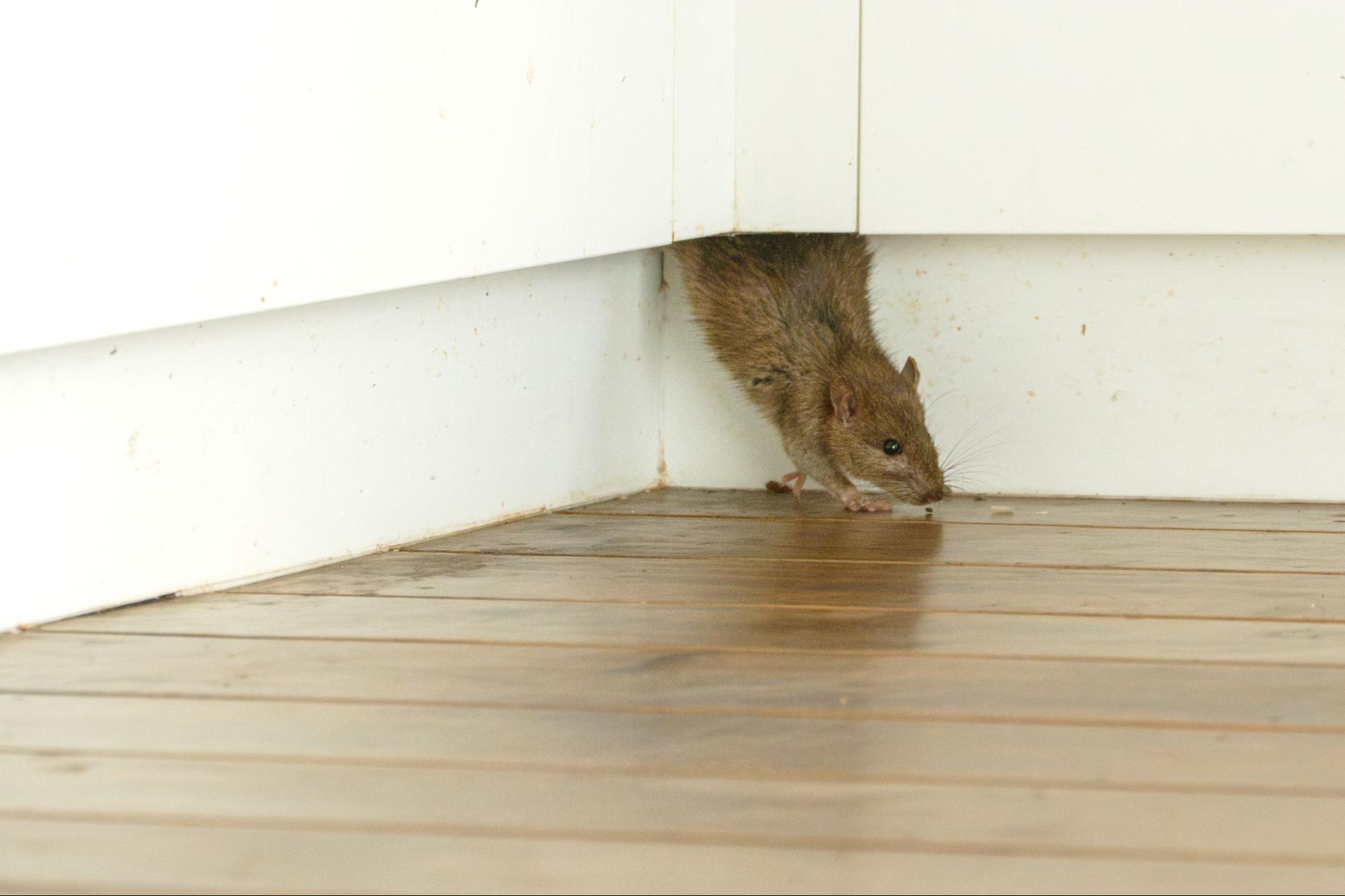 A brown rat steps out from between a wall and cupboard.