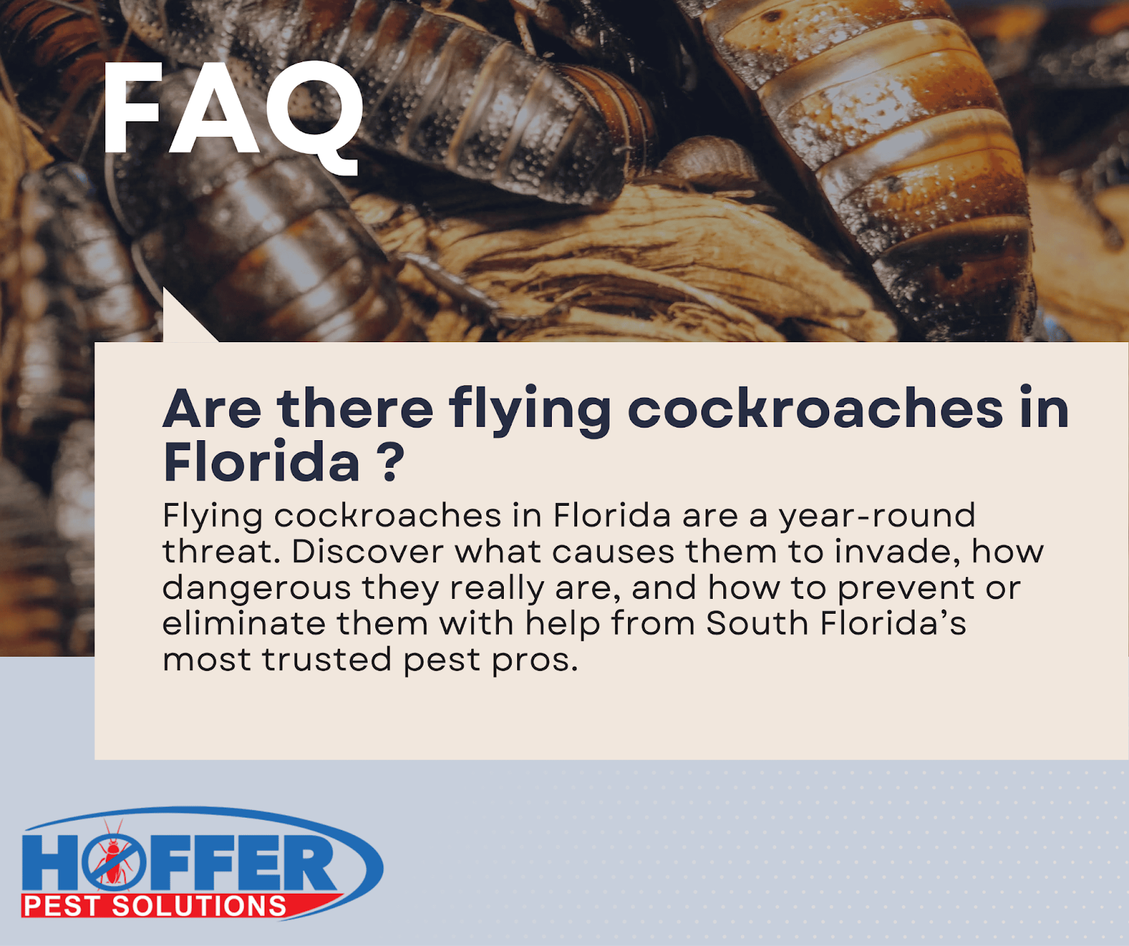 Are Florida Cockroaches Dangerous: Shocking Facts Revealed
