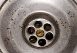 Small ants crawling around and inside a metal sink drain.