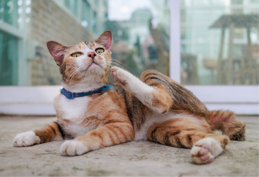 Tabby cat with blue collar scratches its neck.
