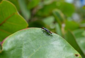 Two red flying bugs mating on a green leaf.