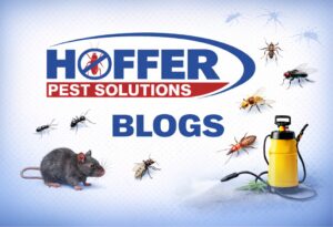 Logo with cartoon pests and yellow sprayer on light blue background.