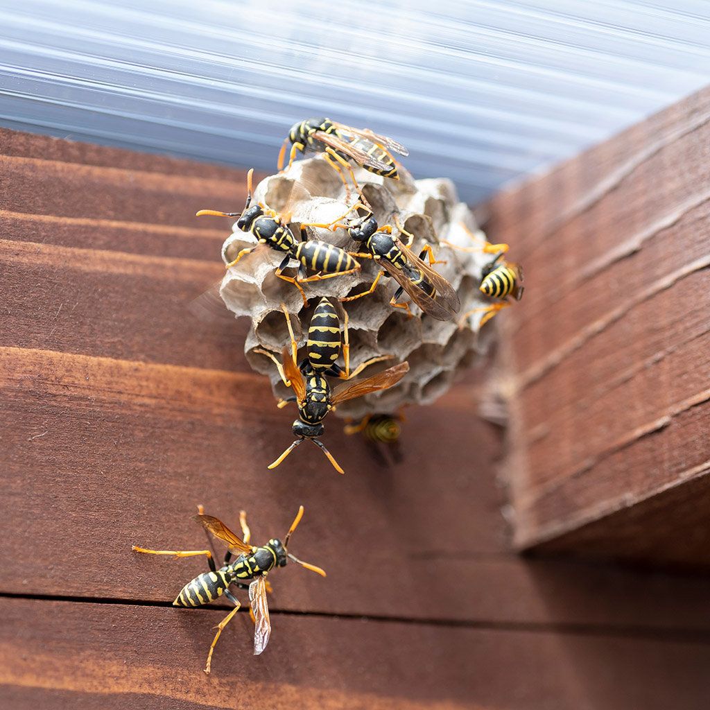 Wasps building a nest on a wooden corner.