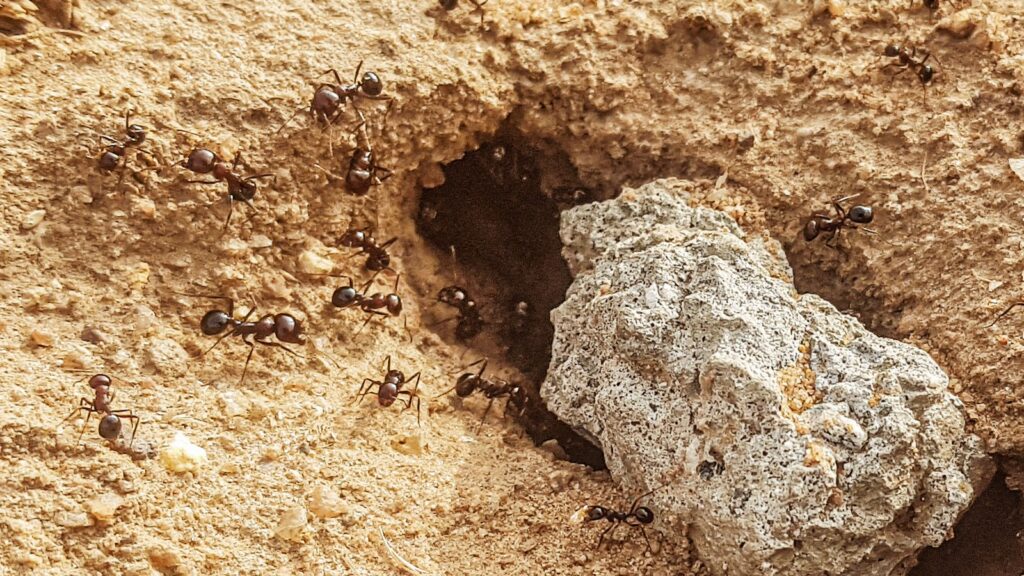 Black carpenter ant (Camponotus pennsylvanicus) close-up on wood