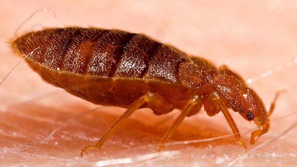 Adult bed bug (Cimex lectularius) close-up macro
