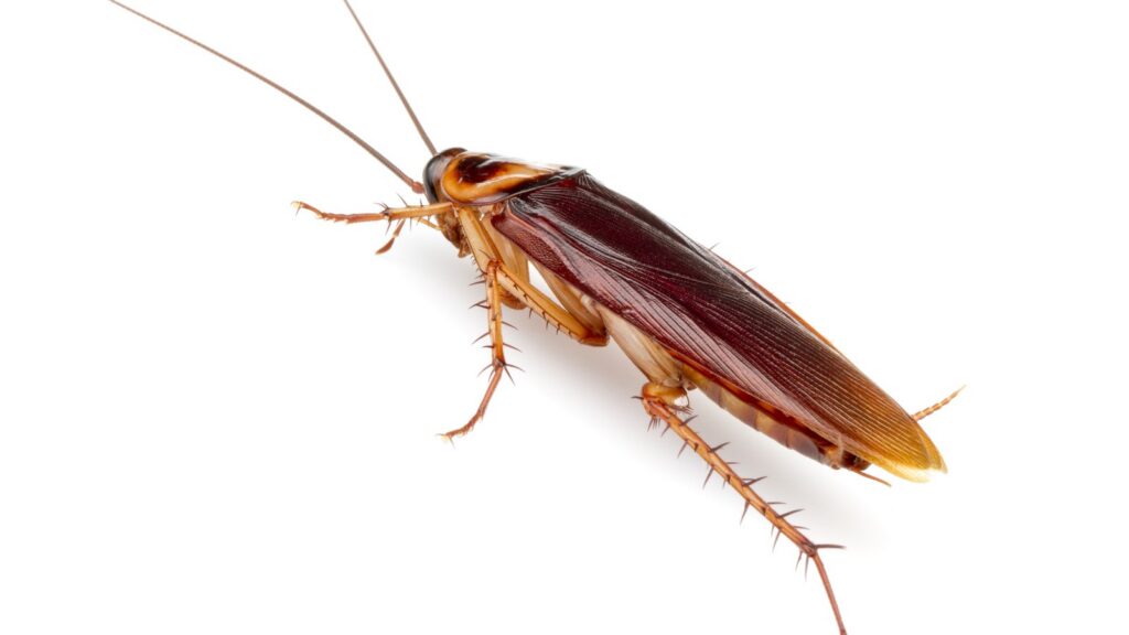 American cockroach (Periplaneta americana) — the Southeast Florida palmetto bug
