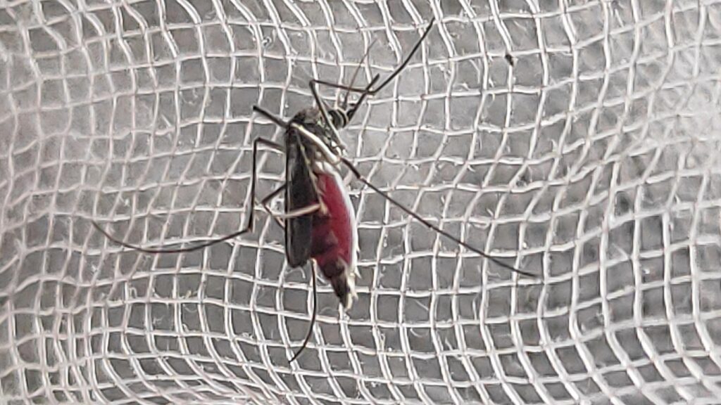 Aedes aegypti yellow fever mosquito — adult female on netting