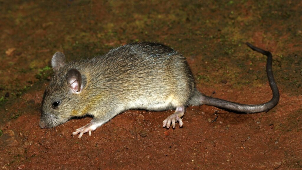 Roof rat (Rattus rattus) — the dominant Southeast Florida rat species