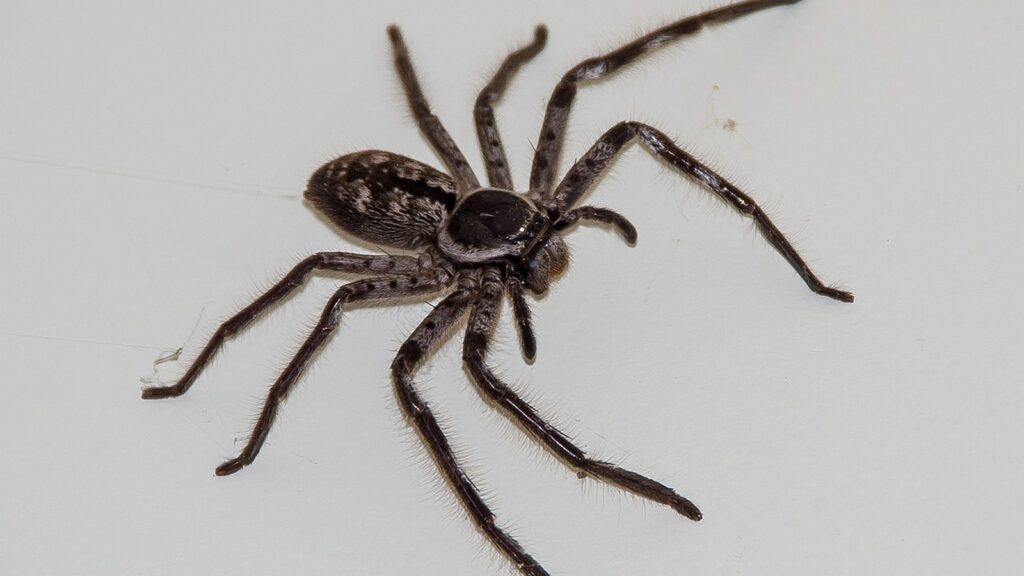 Huntsman spider on an interior wall — large house spider in Southeast Florida