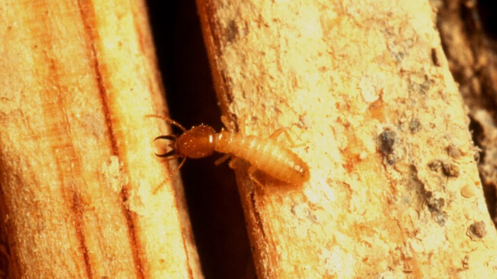 Formosan subterranean termite soldier (Coptotermes formosanus) on wood