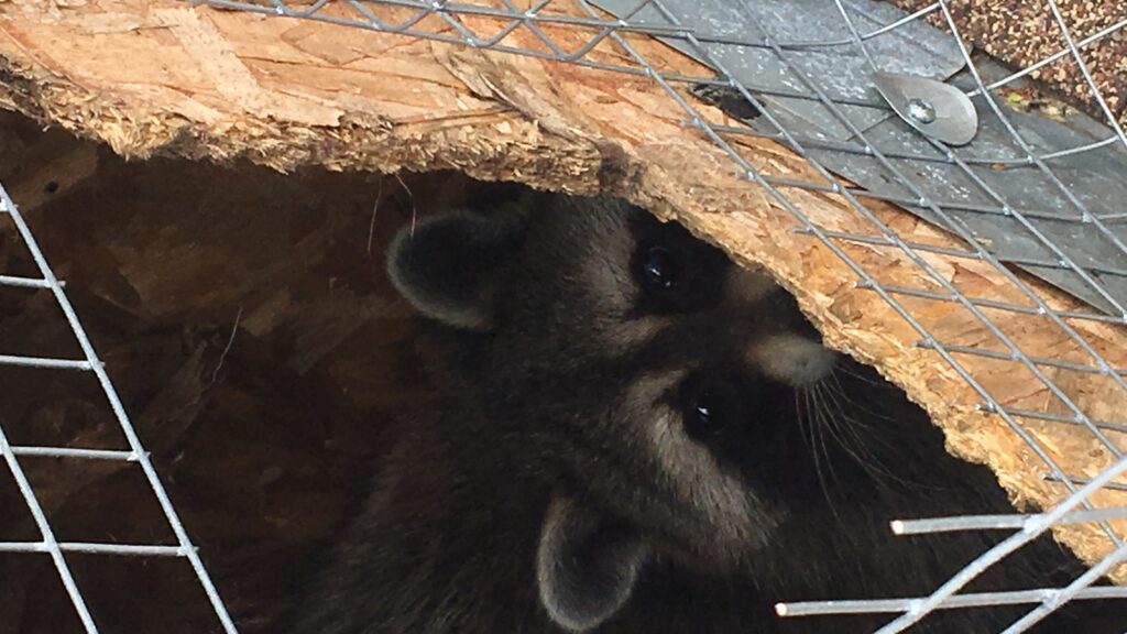 Raccoon peering out of an opening — Boca Raton wildlife removal